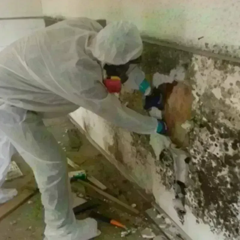 Mold Remediation and Removal in Lucama, NC